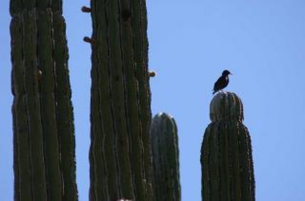 bird sitting on cactus Plant about Desert Cacti and Succulents