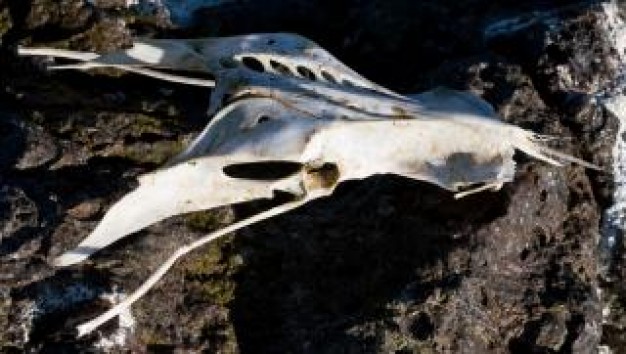 bird skull bones on earth