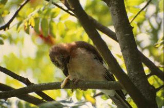 bird standing at branch in forest woods