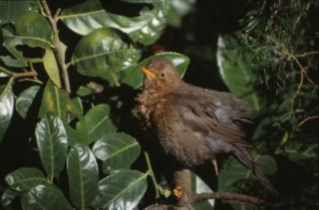 bird standing by branches and green leaves