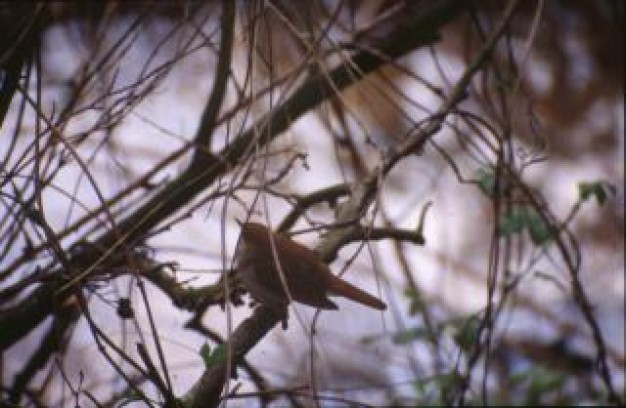 bird stopping at stick with leaves