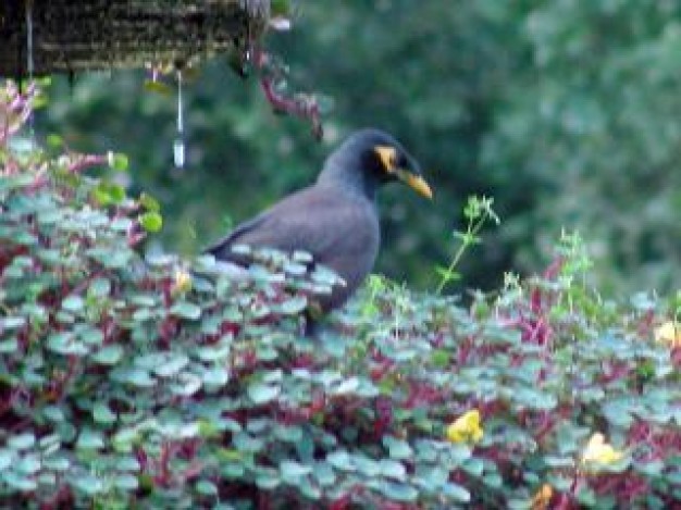 bird stopping in grass with yellow Flowers of Nature