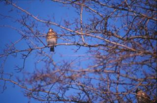 bird stopping on branch of tree