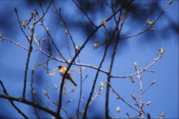 bird stopping on tree with blue background