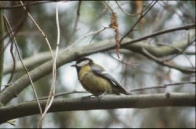 bird stopping on winter tree branches