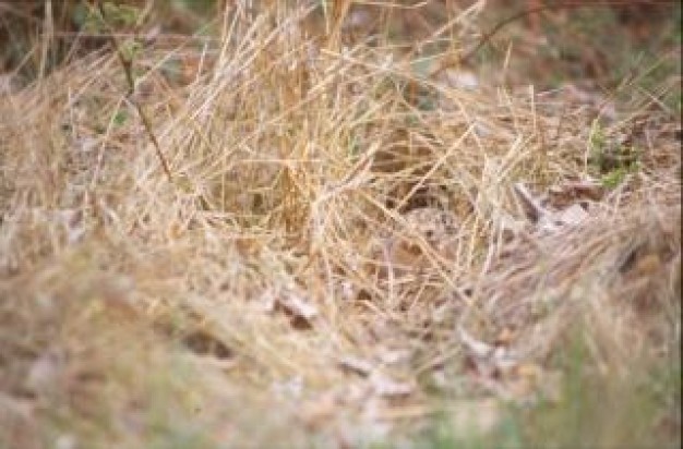 bird straws in dry grasses