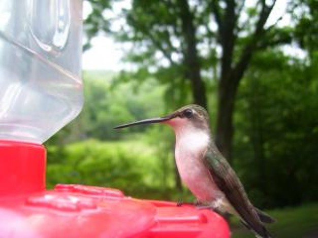 Bird thirsty Recreation bird about forest Biology