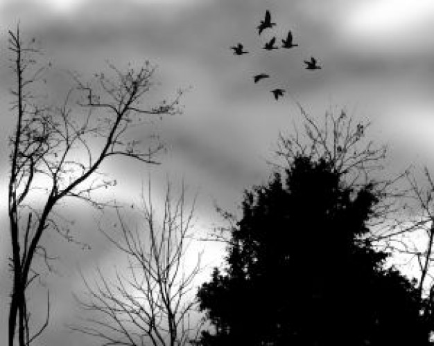 Bird trees Recreation backlight and flying birds at a cloudy day about Cloud