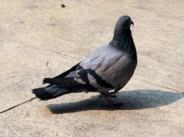 Bird urban Columbidae pigeon about passengerpigeon Rock Dove