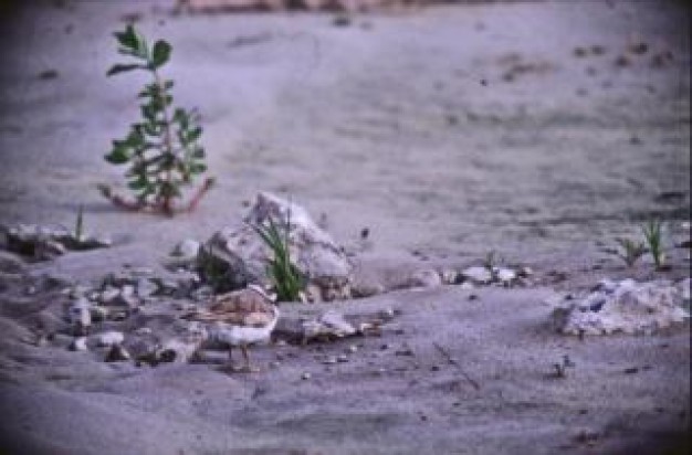 bird walking at rock sand