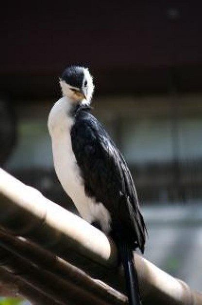 bird wings animal with black feather and white belly