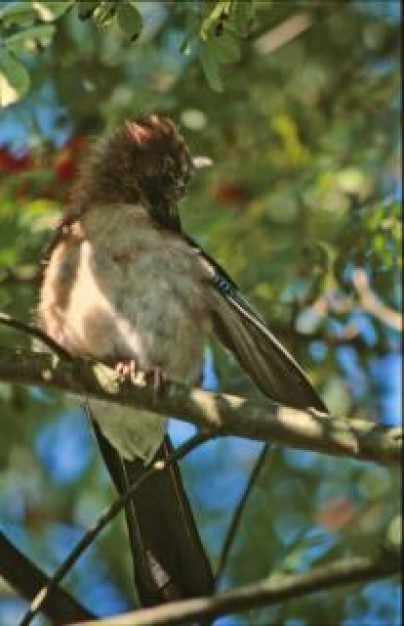 bird wings standing at branch over tree at back