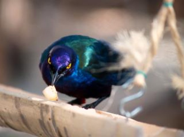 bird with ink blue feather eating