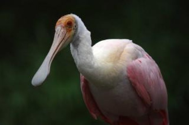 bird with long mouth close-up about Recreation Pets