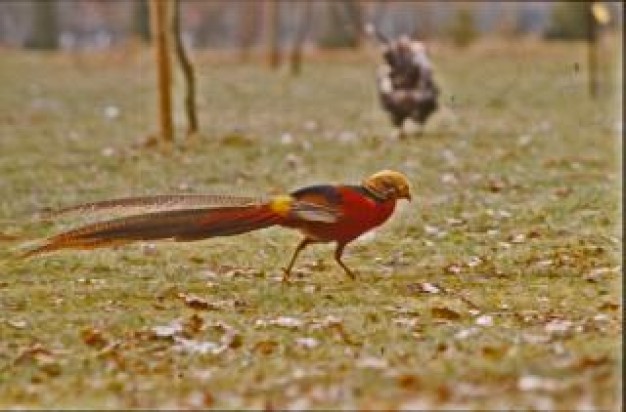 bird with red tail walking at forest floor