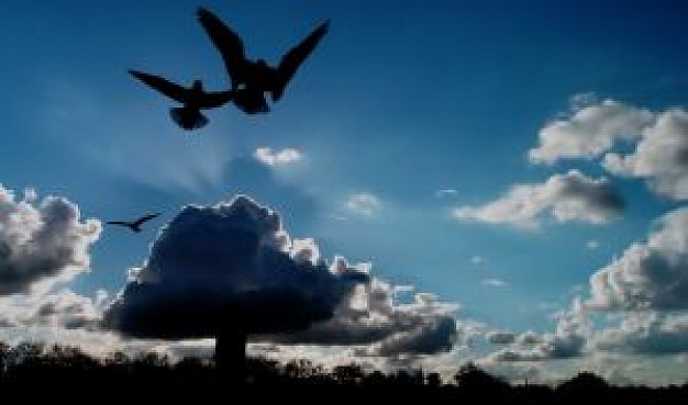 birds and tree in sky backlight