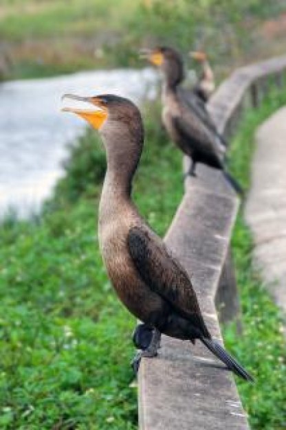 birds asking for food standing on handrail at river side