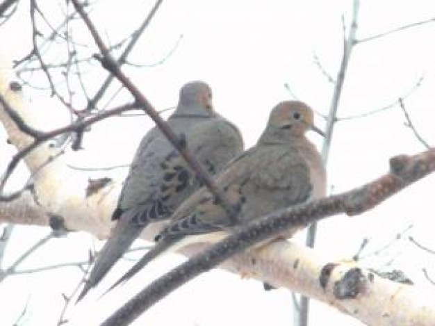 birds couple standing on winter branch