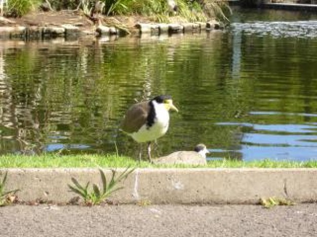 birds standing by the lake