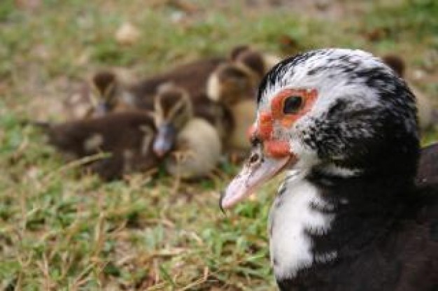 birds with baby ducks at back in field