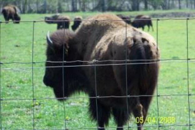 bison eating in back view