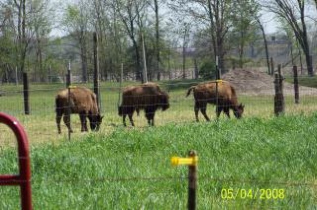 Bison Food dangerous about forest animal