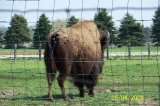 Bison Livestock dangerous in back view about zoo animal