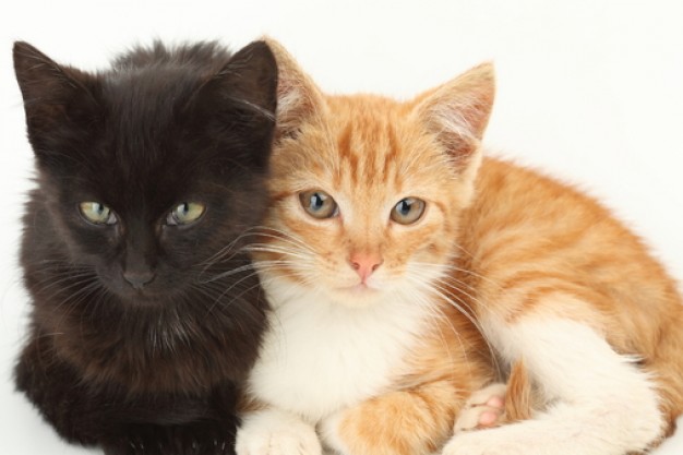 black and tortoiseshell kittens sit showing love