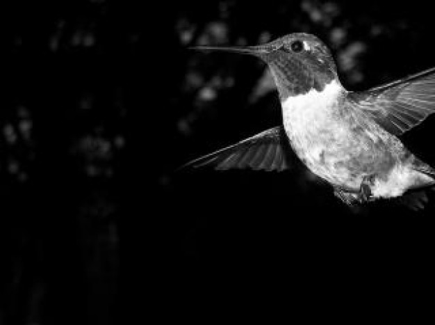 black and white bird with dark background