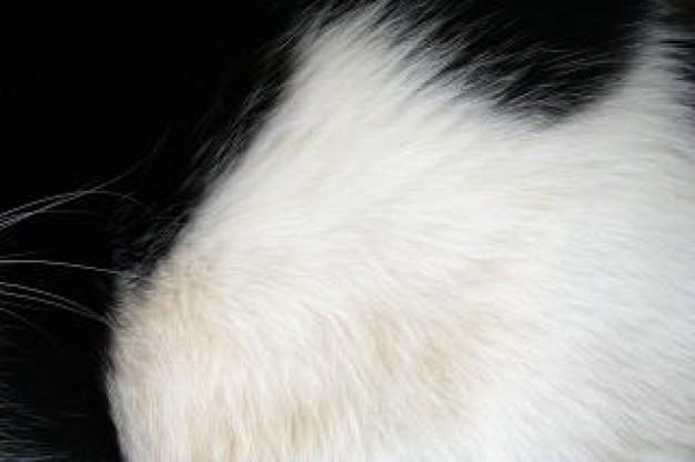 Black-and-white feather Photography and white fur about art Photographers