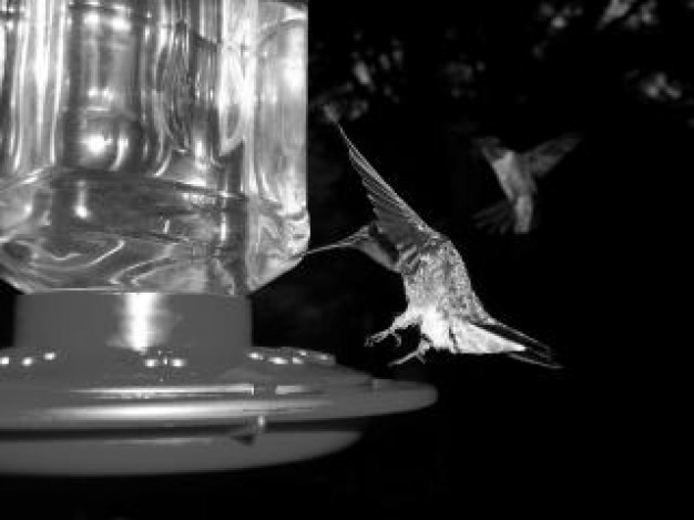 black and white thirsty birds feathers in night