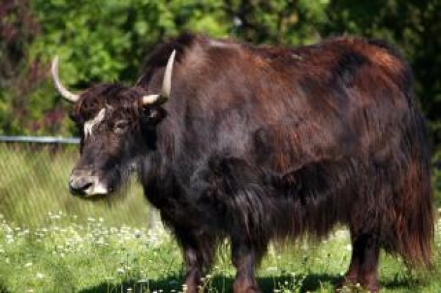 black brown cattle animal standing with tree at back