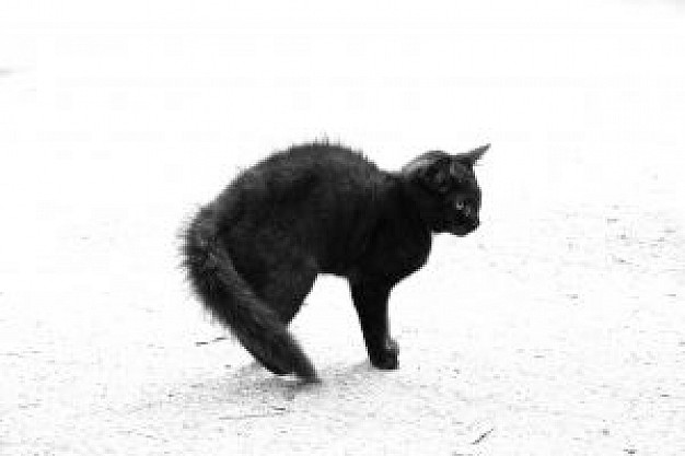 black cat apillor sitting sand beach