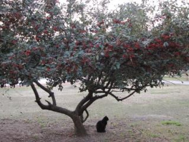 black Cat Pets sitting under tree about Recreation Kitten
