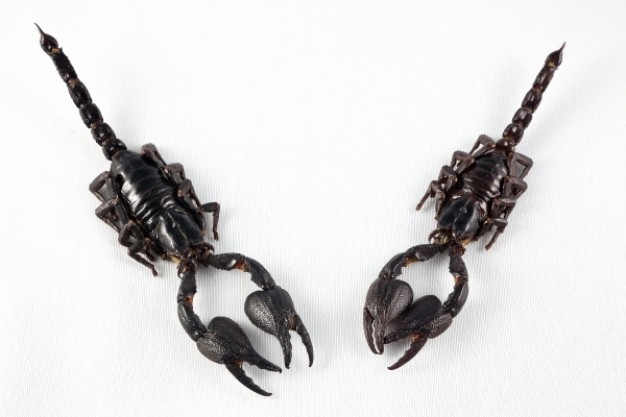 black couple of scorpion claw