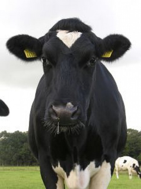 black cow front view close up