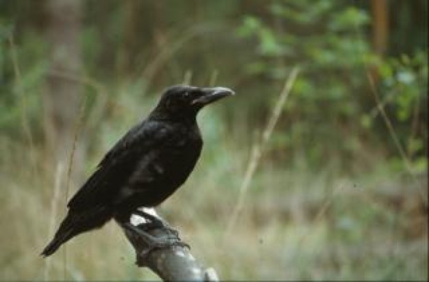 black crow stopping on stick with forest background