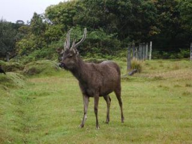 black deer standing at grassland nearby forest like said who are you