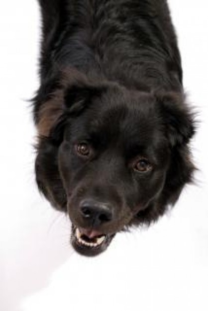 black dog pedigree friend looking up