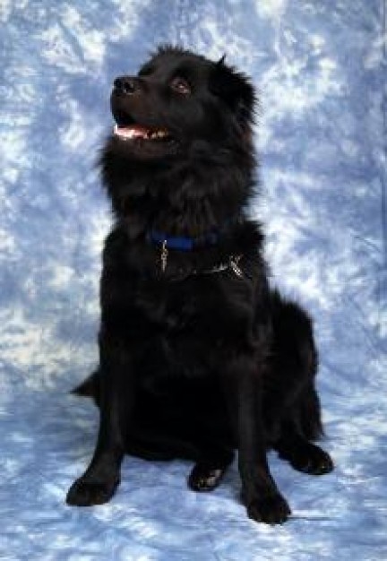 black dog pet sitting on blue and white surface