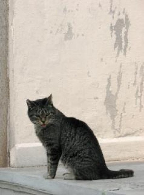 black elegant cat  sitting at side of wall