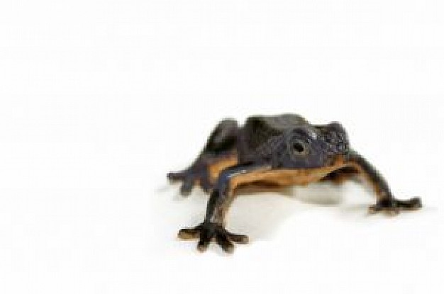 black frog in front view