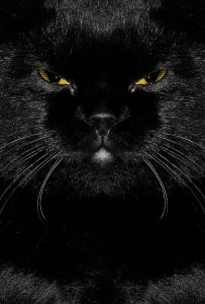 black Jakarta cat close-up in front view with angry face and yellow eyes