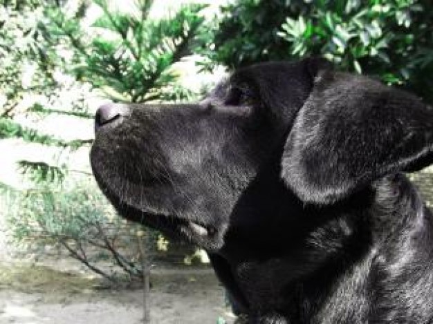 Black Lab black Dog labrador animal about Labrador Pets side view