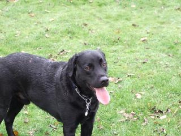 Black Lab labrador Dog retriever animal about Labrador Retriever