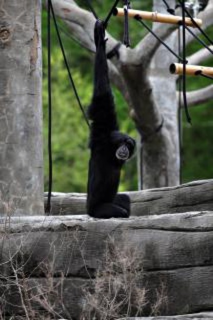 black Monkey about zoo animal
