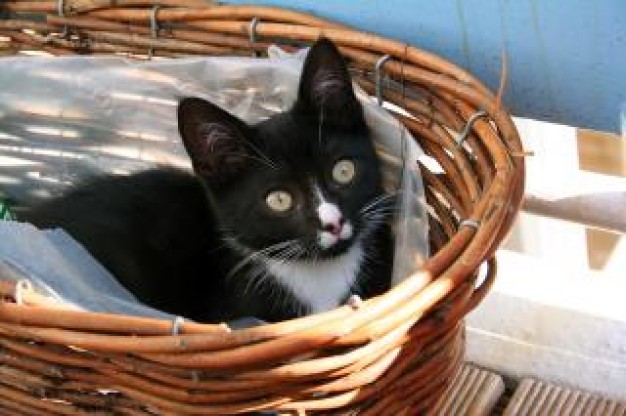 black Pet cat basket about Recreation Kitten
