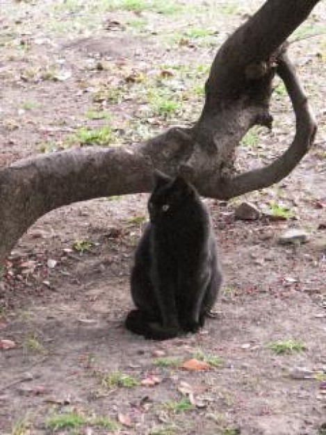 black Pets cat kitty about Recreation Animal in field