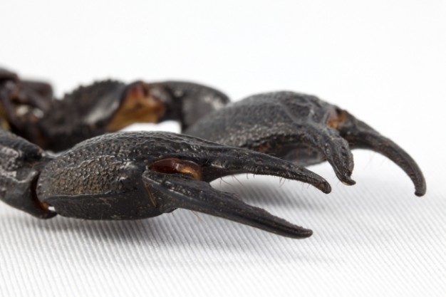 black scorpion claws close-up feature