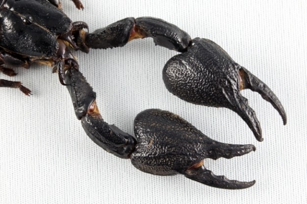 black scorpion claws in dark brown